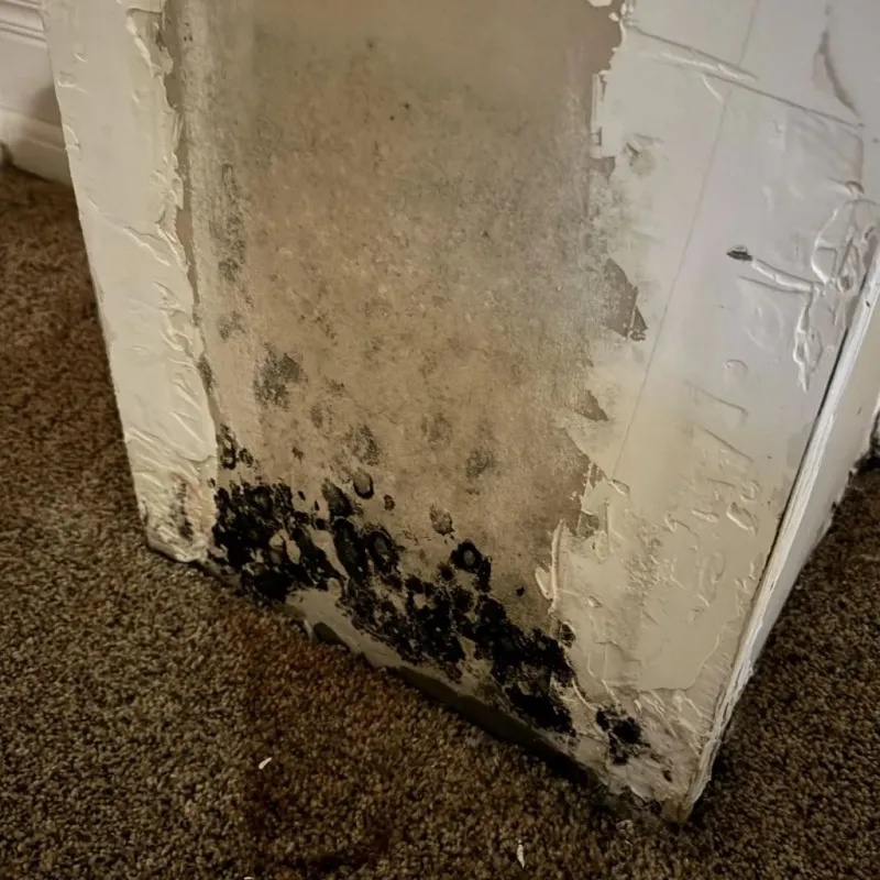Professional Mold Removal in Urbana, IA